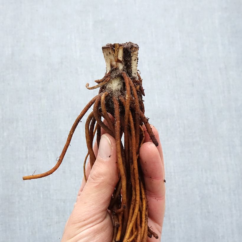 Example of Éphémère de Virginie - Tradescantia andersoniana Sweet Kate Racines nues, Qualité Extra équivalant à un pot de 2L as you get in hiver