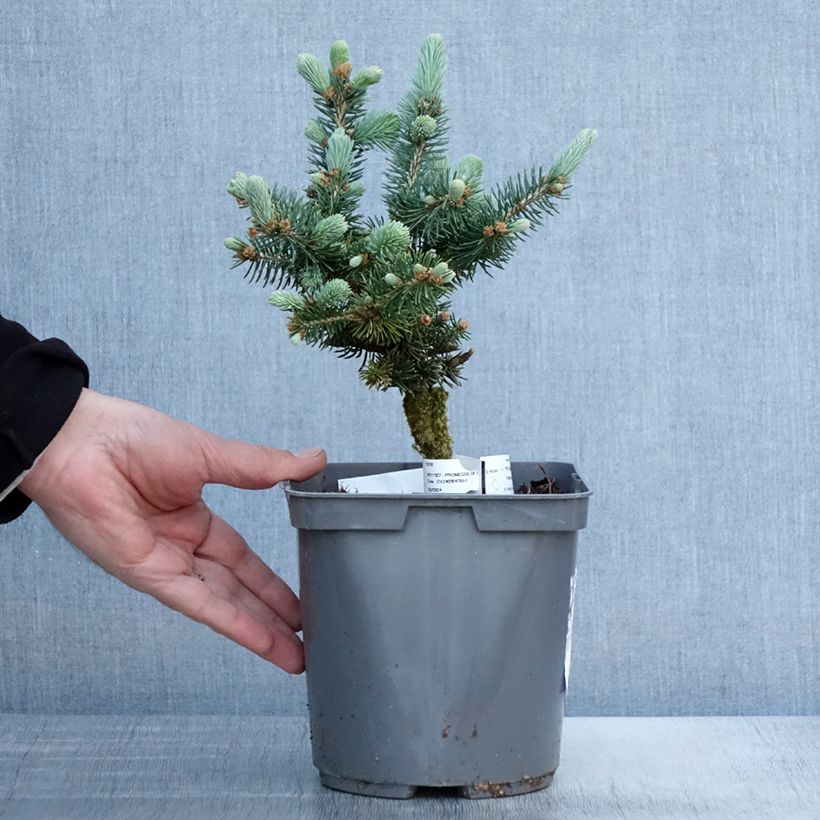 Example of Epicea bleu - Picea pungens Glauca Globosa  Pot de 2L/3L as you get in printemps