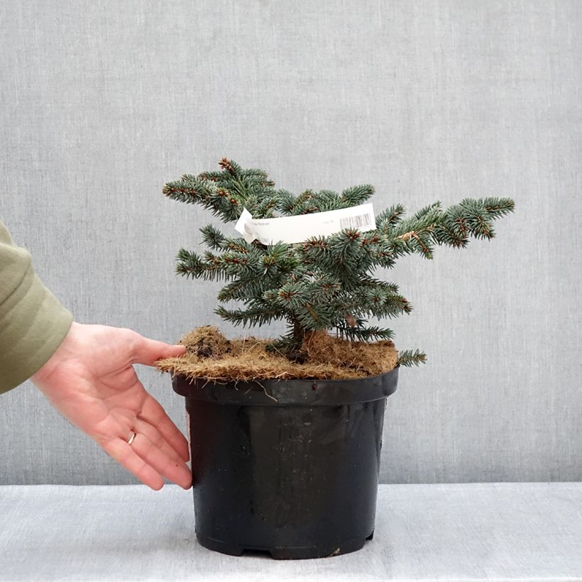 Example of Epicea bleu - Picea pungens Waldbrunn                          Pot de 4L/5L as you get in hiver