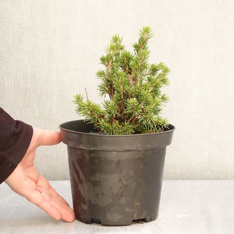 Example of Épicéa commun nain - Picea abies Tompa Pot de 3L/4L as you get in hiver