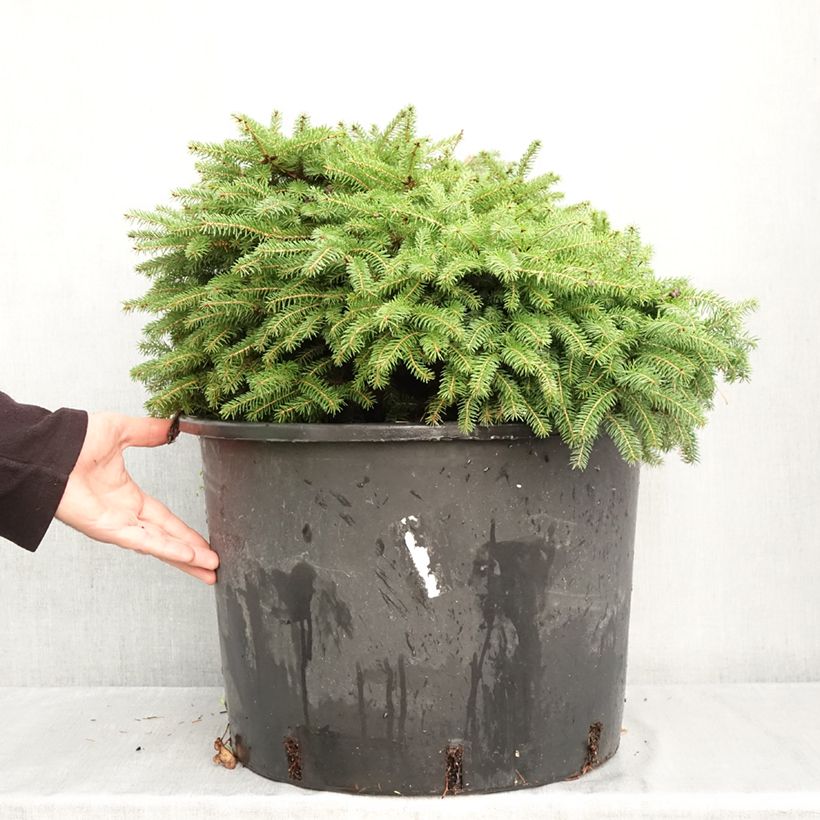 Spécimen de Epicéa commun nain - Picea abies Zagwiżdże Pot de 30L/35L tel que livré en automne