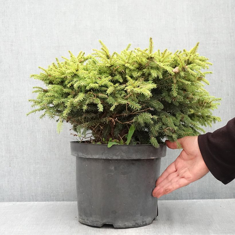 Spécimen de Épicéa commun - Picea abies Nidiformis Pot de 7,5L/10L tel que livré en automne