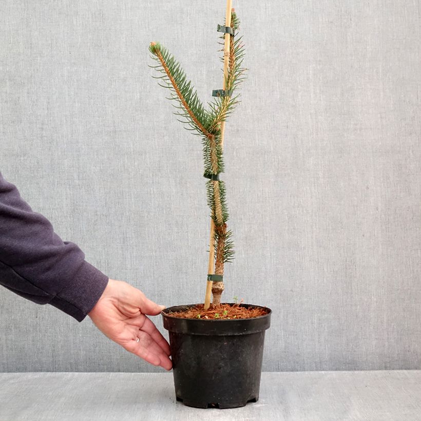Spécimen de Epicea commun - Picea abies Virgata Pot de 3L/4L tel que livré en automne