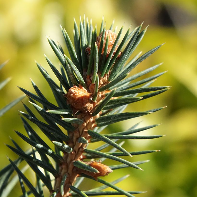 Épicéa de Chihuahua - Picea chihuahuana (Feuillage)