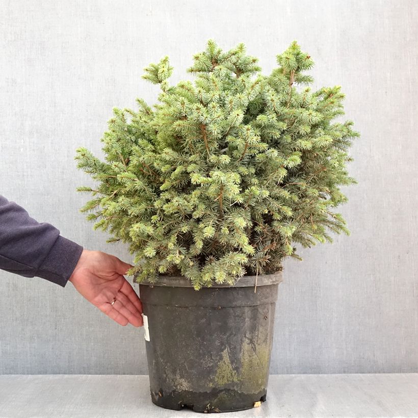 Spécimen de Épicéa de Sitka nain - Picea sitchensis Tenas Pièce tel que livré en automne