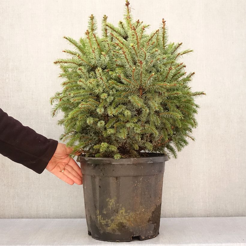 Example of Épicéa de Sitka nain - Picea sitchensis Tenas Pièce as you get in printemps