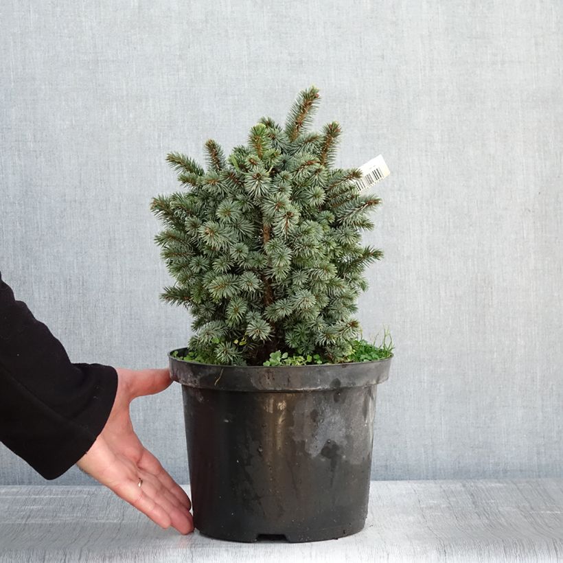 Example of Épicéa de Sitka - Picea sitchensis Midget Pot de 4L/5L as you get in hiver
