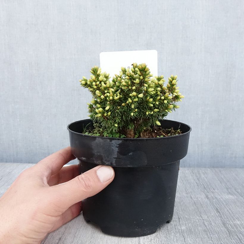 Example of Épicéa - Picea abies Jalako Gold Pot de 2L/3L as you get in printemps
