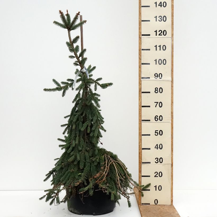Spécimen de Épicéa pleureur - Picea abies Inversa                        Pièce tel que livré en automne