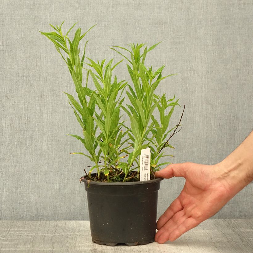 Example of Epilobe blanche - Epilobium angustifolium album Pot de 2L/3L as you get in printemps