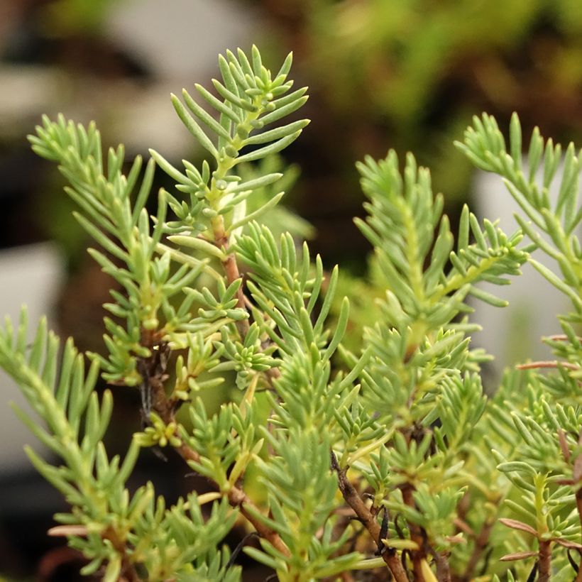 Epilobe blanche - Epilobium angustifolium album (Foliage)