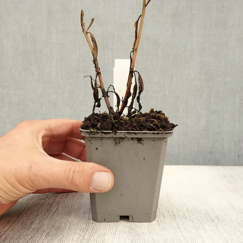 Spécimen de Epilobe en épi - Epilobium angustifolium Godet de 8/9 cm tel que livré en automne