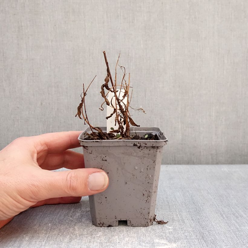 Example of Epilobe en épi - Epilobium angustifolium Godet de 8/9 cm as you get in hiver