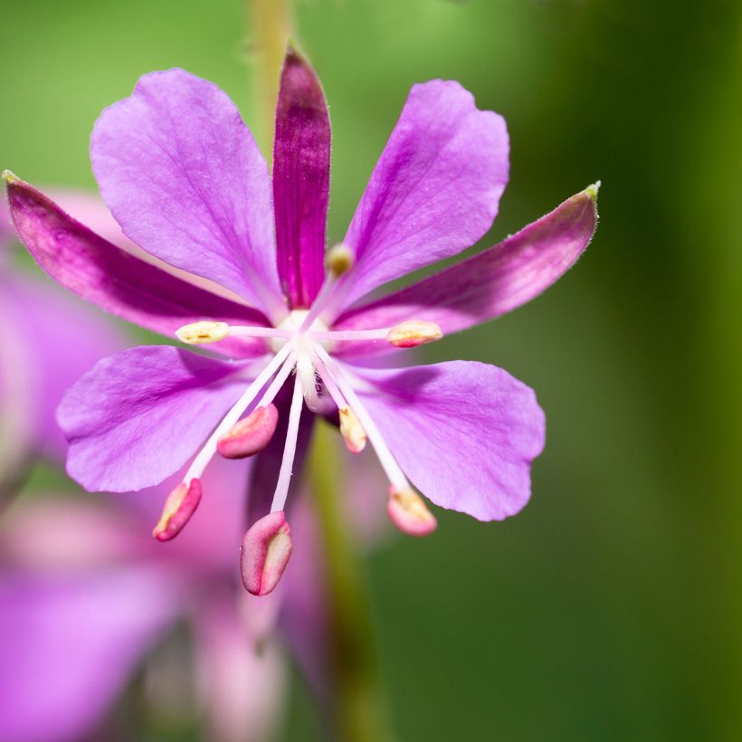 Epilobe en épi - Epilobium angustifolium (Flowering)