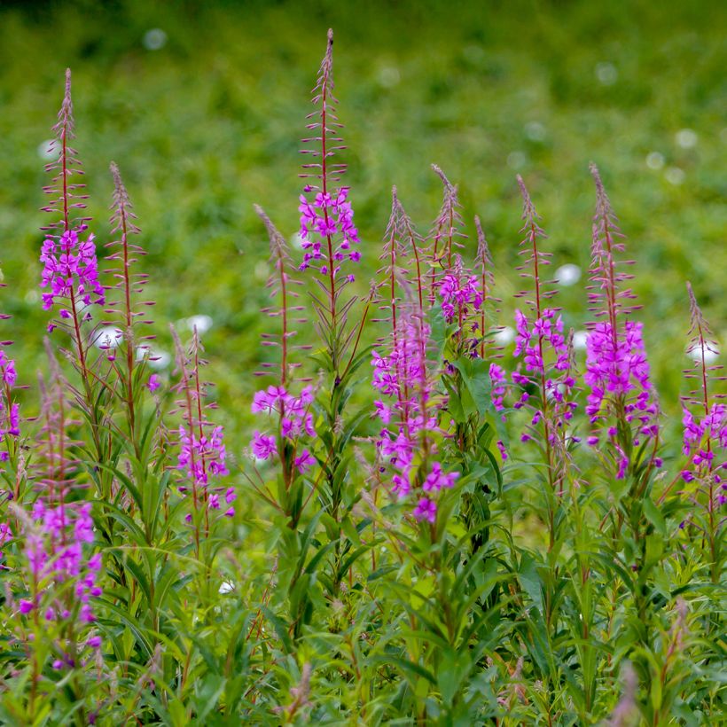 Epilobe en épi - Epilobium angustifolium (Plant habit)