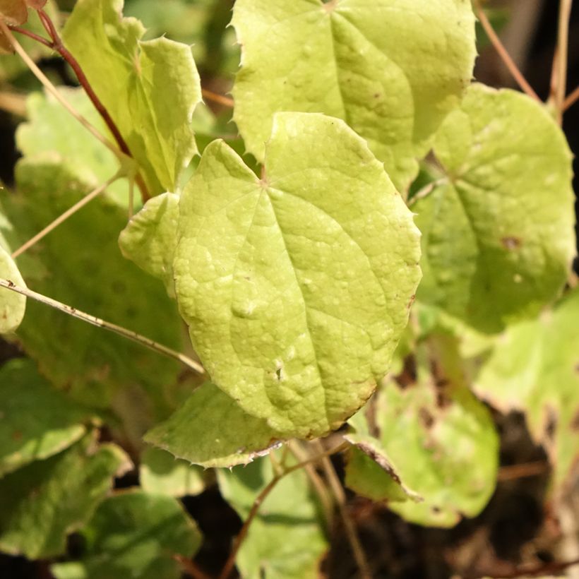 Epimedium asiatic hybrids, Fleur des elfes (Feuillage)