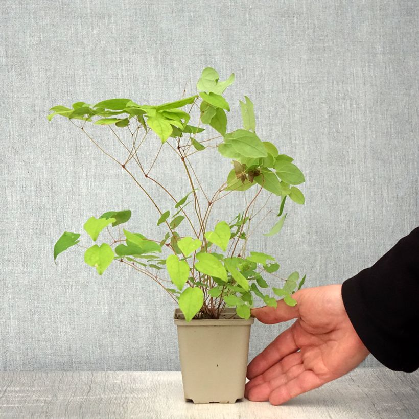 Spécimen de Epimedium grandiflorum Beni-kujaku - Fleur des Elfes Godet de 8/9 cm tel que livré au printemps