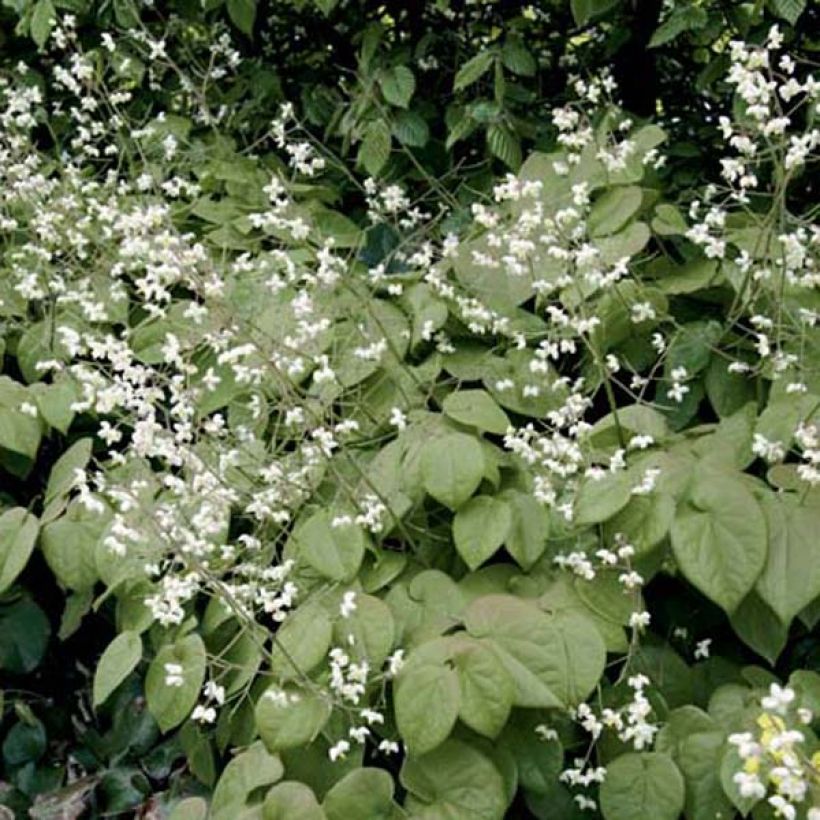 Fleur des Elfes - Epimedium pubigerum (Plant habit)