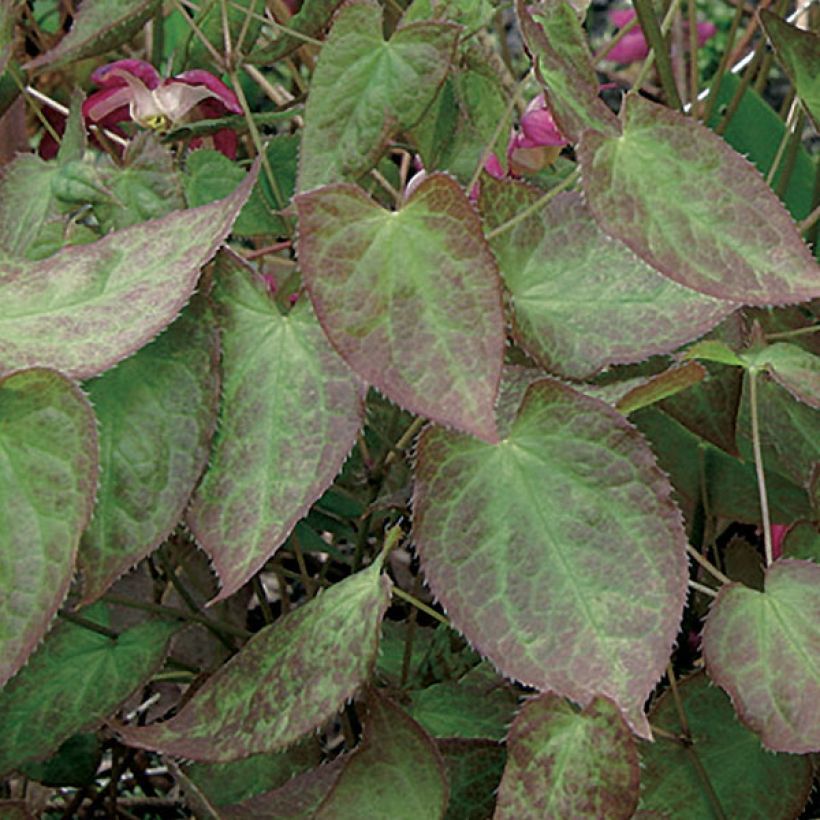 Epimedium rubrum - Fleur des elfes rouge (Foliage)