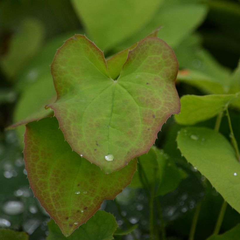 Epimedium warleyense - Fleur des Elfes (Foliage)