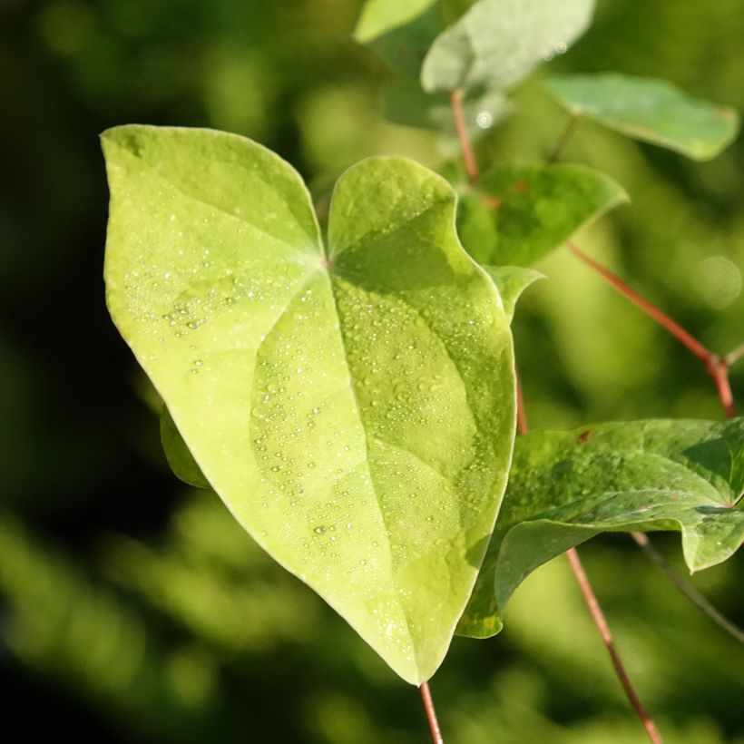 Epimedium youngianum Merlin, Fleur des elfes (Foliage)