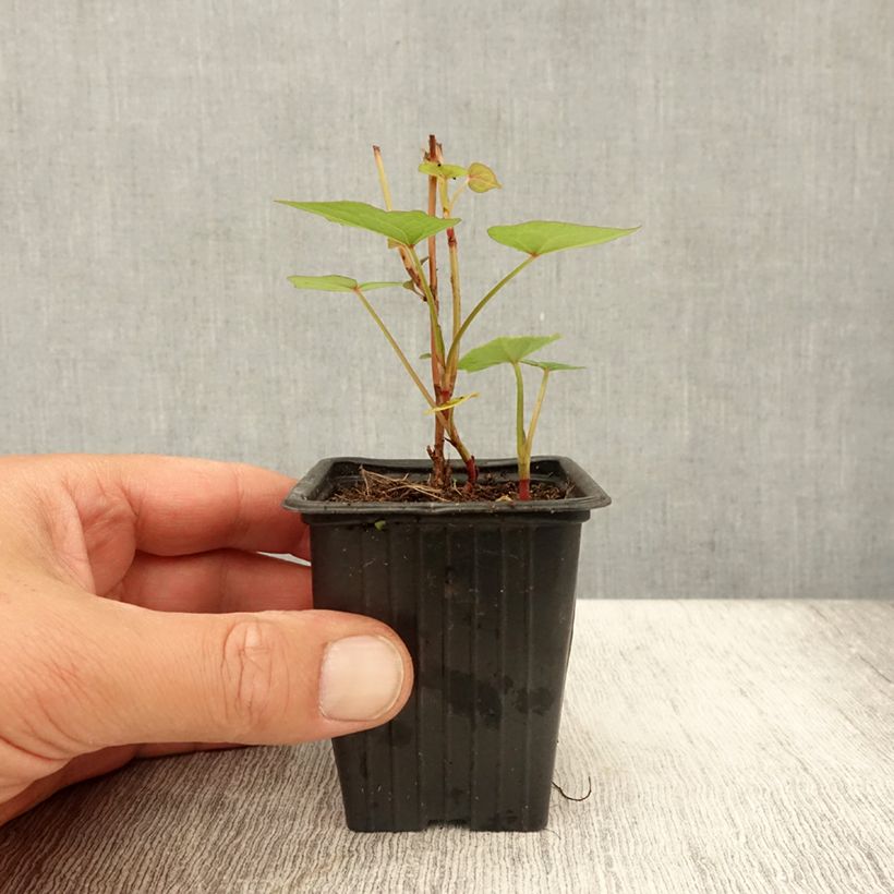 Spécimen de Epinard d'Asie, Epinard arbustif - Fagopyrum dibotrys (F. cymosum) Godet de 8/9 cm tel que livré en été
