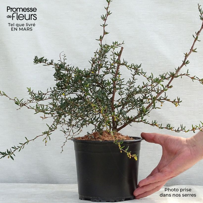 Example of Berberis x stenophylla - Épine-vinette à feuilles étroites  Pot de 2L/3L as you get in printemps