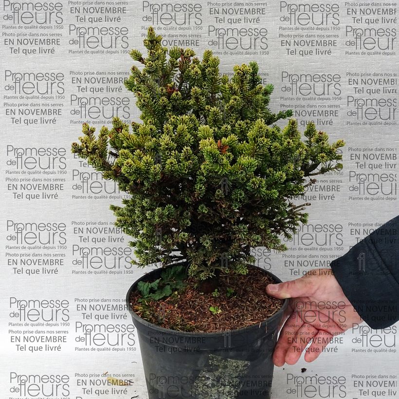 Example of Épinette blanche - Picea glauca Cecilia                             Pot de 4L/5L as you get