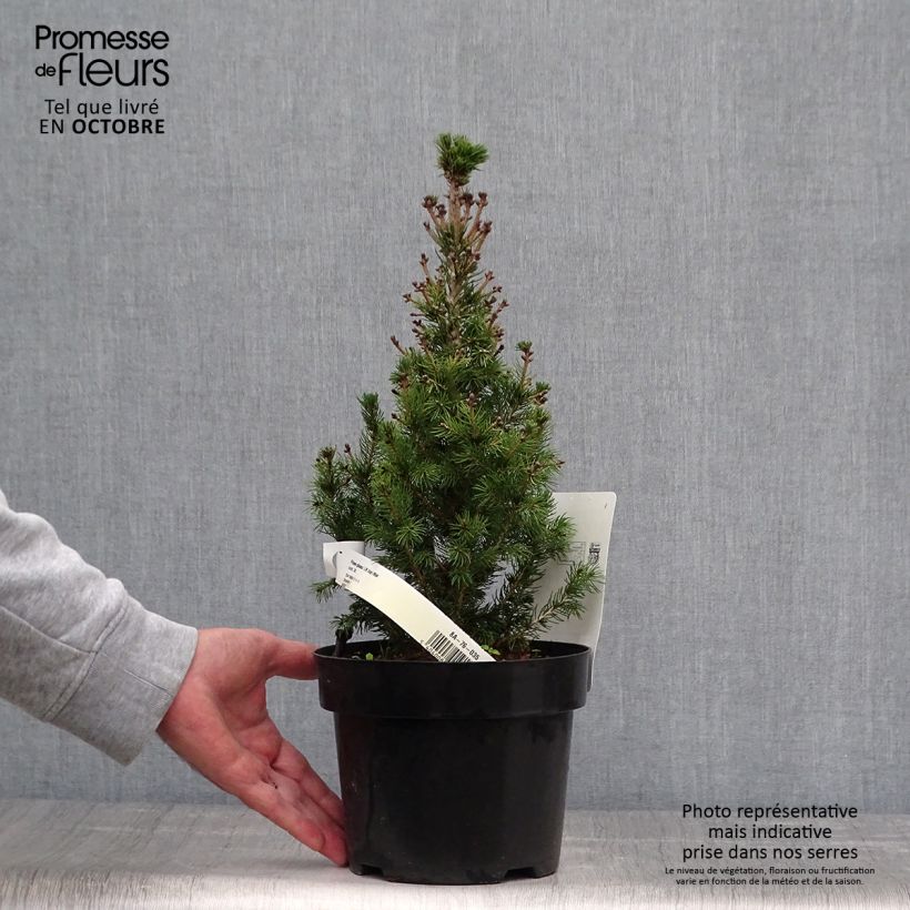 Spécimen de Epinette blanche - Picea glauca Daisy's White Pot de 2L/3L tel que livré en automne