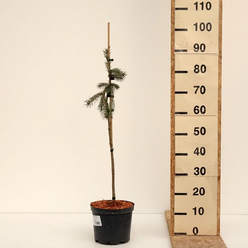 Spécimen de Epinette blanche - Picea glauca Pendula Pot de 4L/5L, Mini-tige, Tige de 30 cm tel que livré en hiver