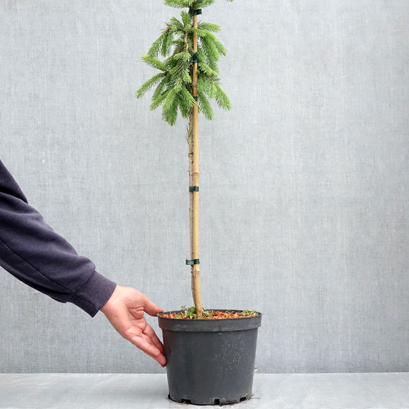 Example of Epinette blanche - Picea glauca Pendula Pot de 4L/5L, Mini-tige, Tige de 30 cm as you get in printemps