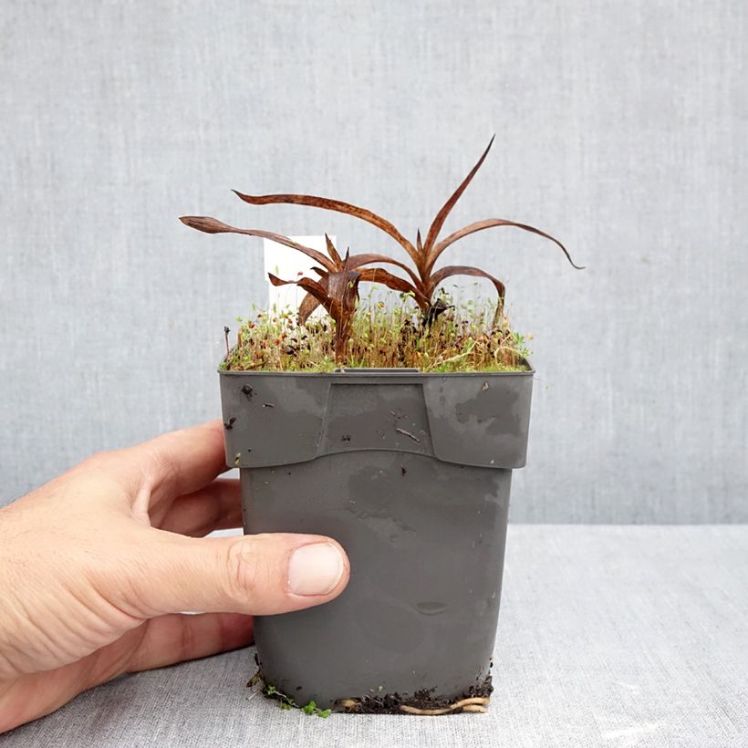Spécimen de Epipactis gigantea - Helleborine Pot de 1L/1,5L tel que livré en automne