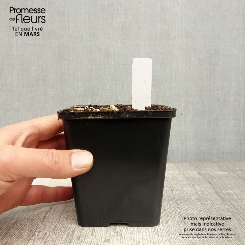 Example of Epipactis gigantea Night Serpentine - Orchidée de jardin  Pot de 1L/1,5L as you get in printemps