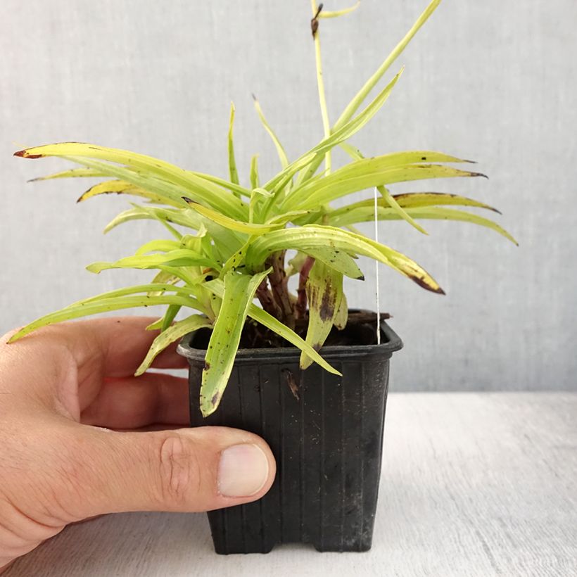 Spécimen de Epipactis palustris, Orchidée des marais  Godet de 8/9 cm tel que livré en été