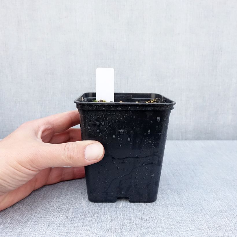 Spécimen de Epipactis royleana - Orchidée de jardin Pot de 1L/1,5L tel que livré au printemps