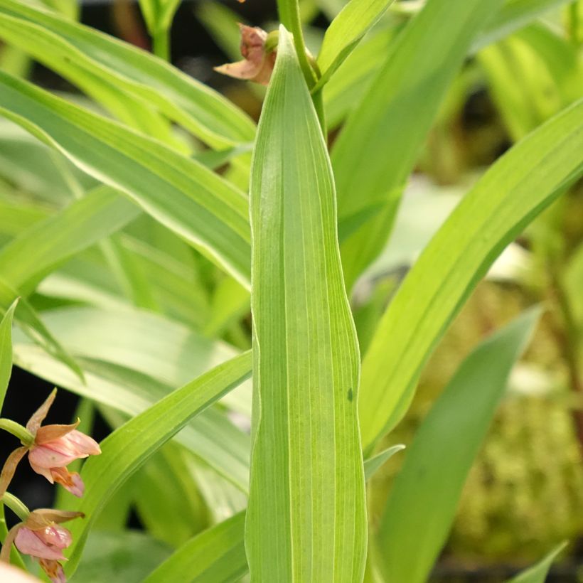 Epipactis Sabine - Orchidée de jardin (Foliage)