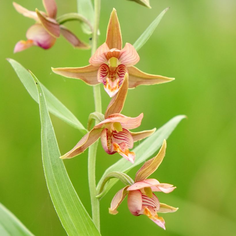 Epipactis Sabine - Orchidée de jardin (Flowering)