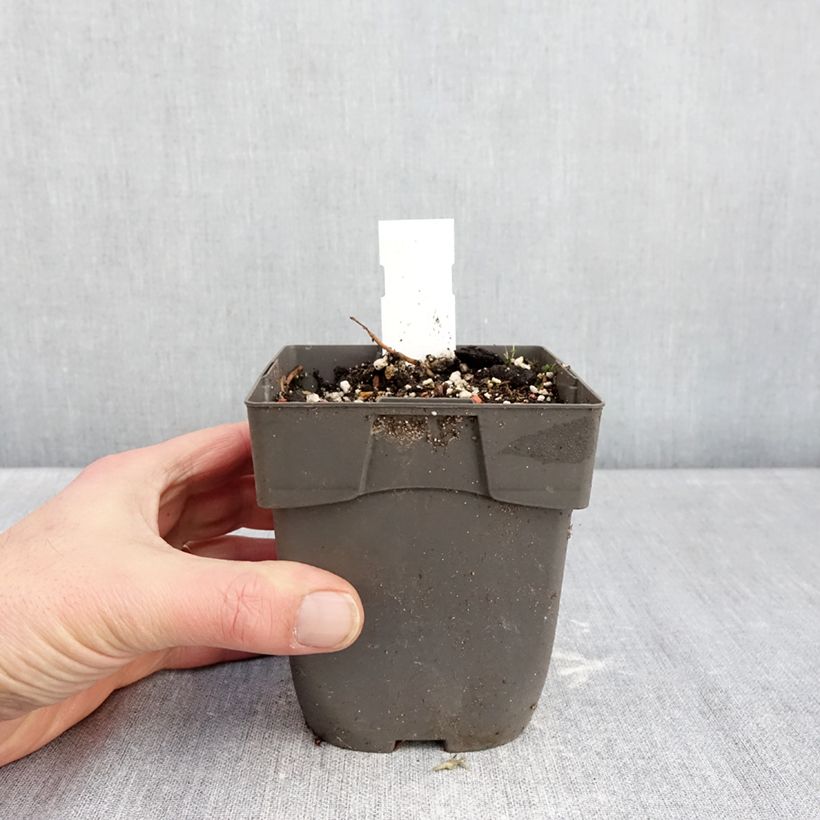 Example of Epipactis Sabine - Orchidée de jardin Pot de 1L/1,5L as you get in hiver