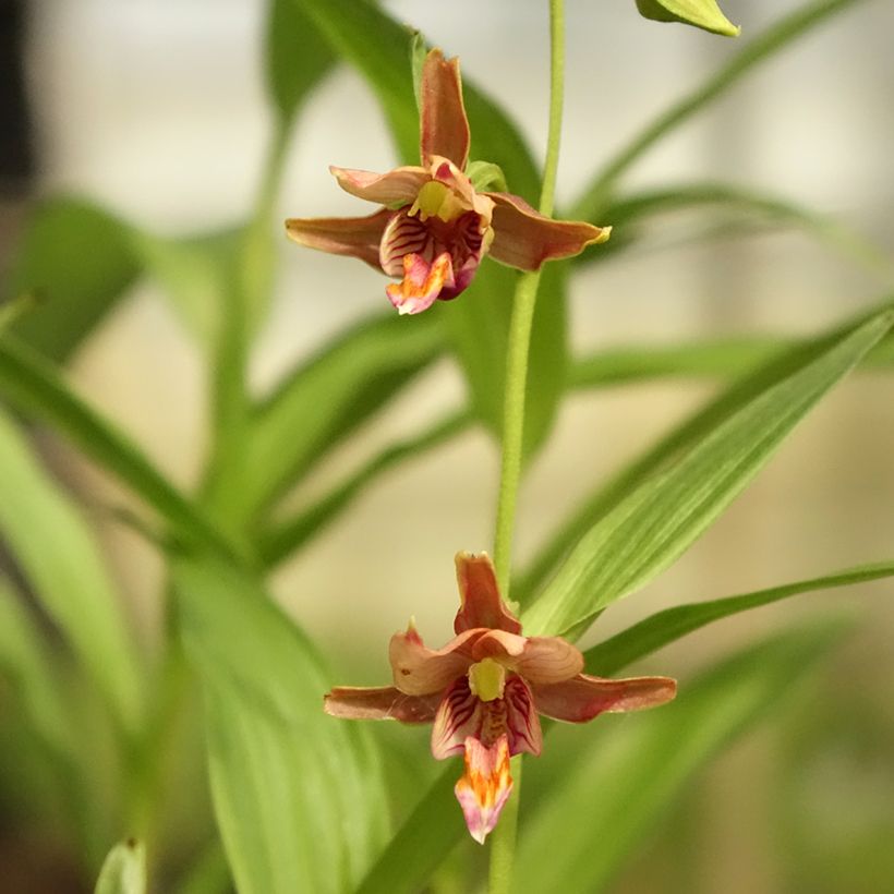 Epipactis thunbergii x gigantea - Orchidée de jardin (Flowering)