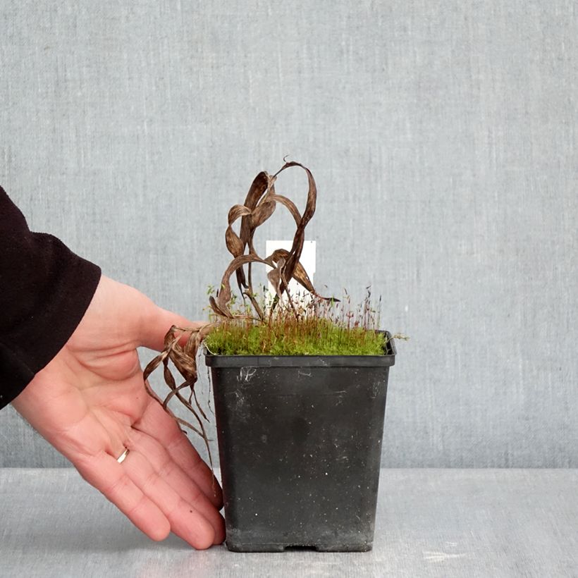 Example of Epipactis thunbergii x gigantea - Orchidée de jardin Pot de 1L/1,5L as you get in hiver