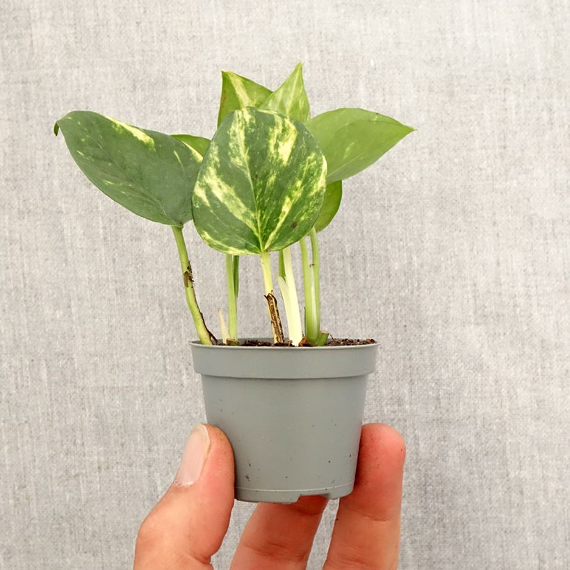 Example of Epipremnum aureum - Pothos Mini-plante as you get in printemps