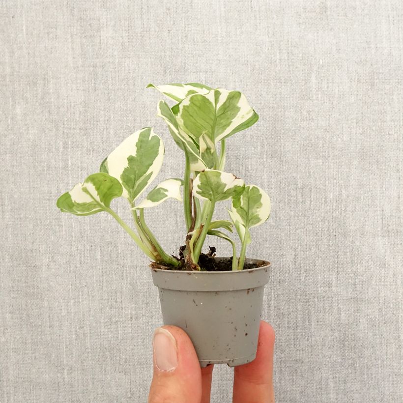 Example of Epipremnum N'joy - Pothos Mini-plante as you get in printemps