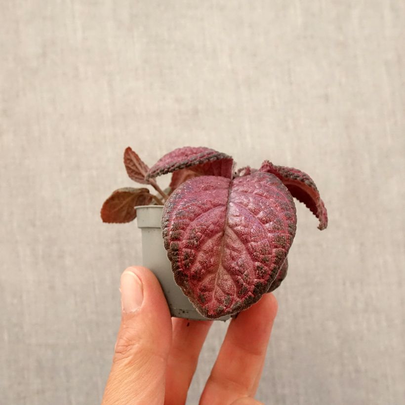 Example of Episcia Malayan Gem Mini-plante as you get in printemps
