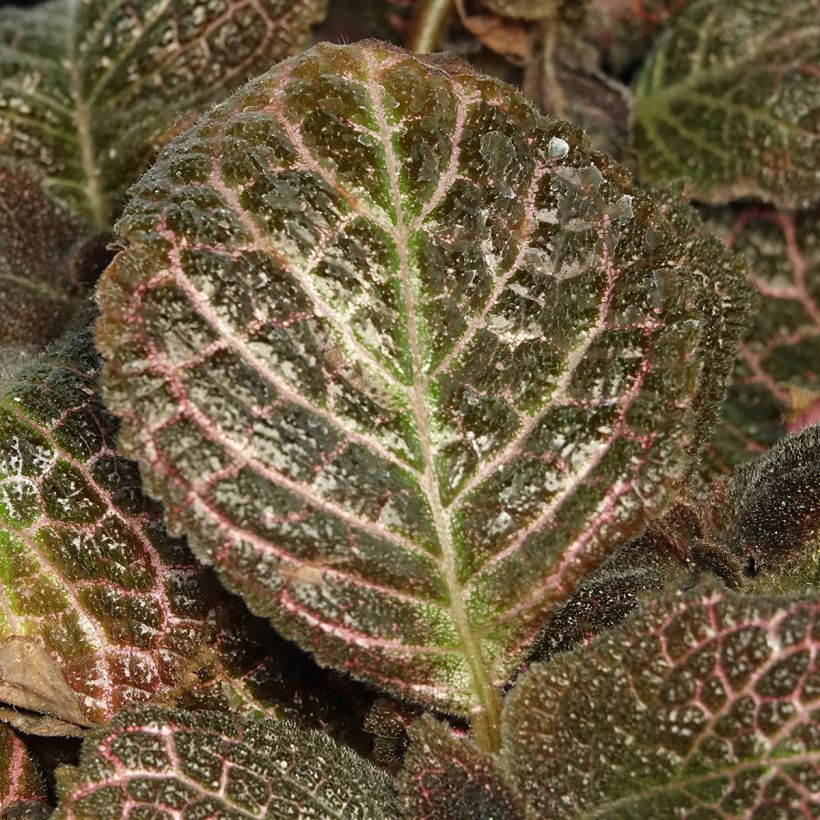 Episcia Pink Acajou (Feuillage)