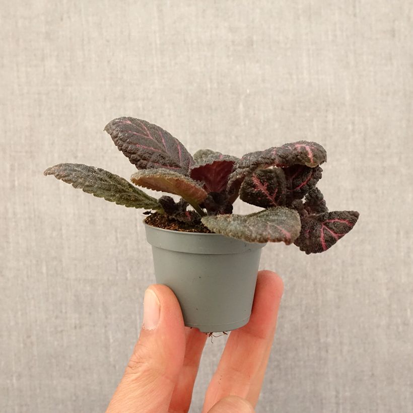 Example of Episcia Pink Acajou Mini-plante as you get in printemps