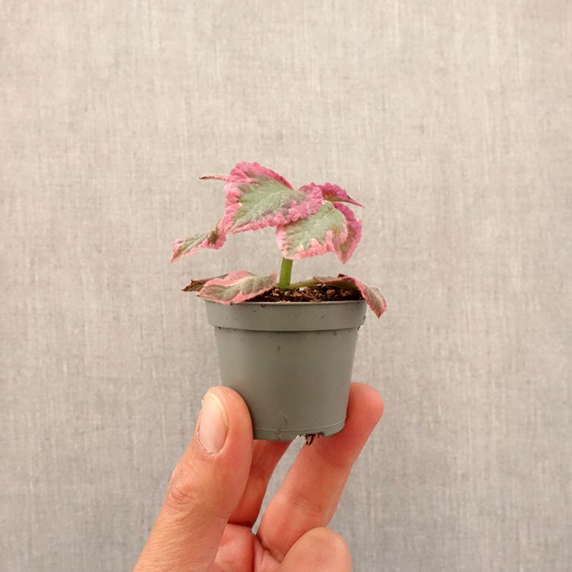 Example of Episcia Pink Brocade Mini-plante as you get in printemps