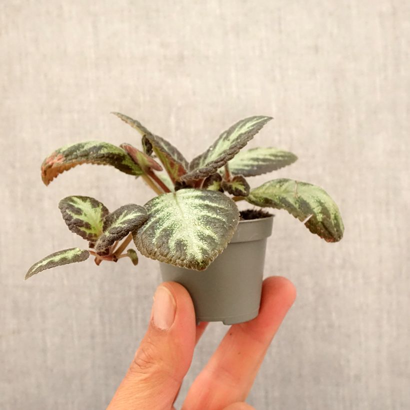 Example of Episcia Silver Shield Mini-plante as you get in printemps