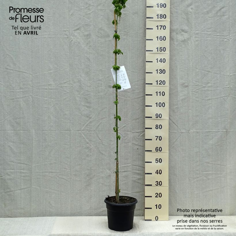 Example of Érable à feuille de frêne - Acer negundo Pot de 7,5L/10L as you get in printemps