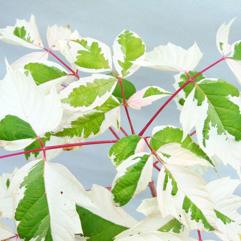 Acer negundo Flamingo - Érable à feuille de frêne (Foliage)
