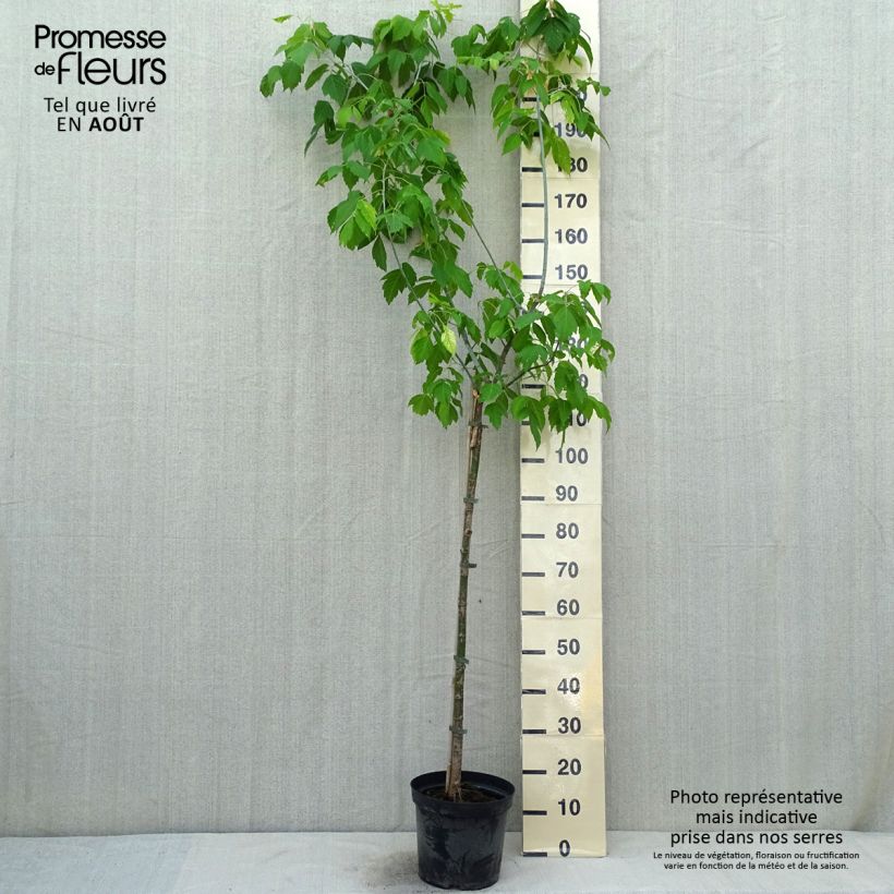 Spécimen de Érable à feuille de frêne doré - Acer negundo Kelly's Gold Pot de 3L/4L tel que livré en été